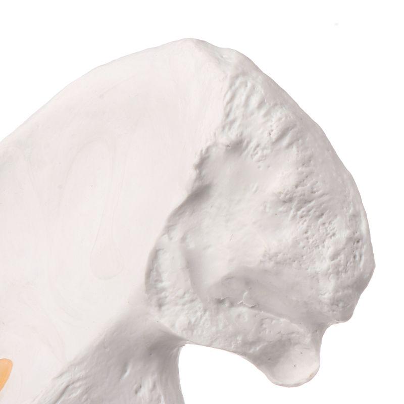 Life Size Ligament Hip Joint Medical Anatomy Model Skeleton Teaching Tool