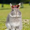 Dog Sun Hat Kitten Sports Caps Pet Sun Protection Caps Adjustable Travel Sport Hat Visor Sunbonnet Outfit For Small Puppy