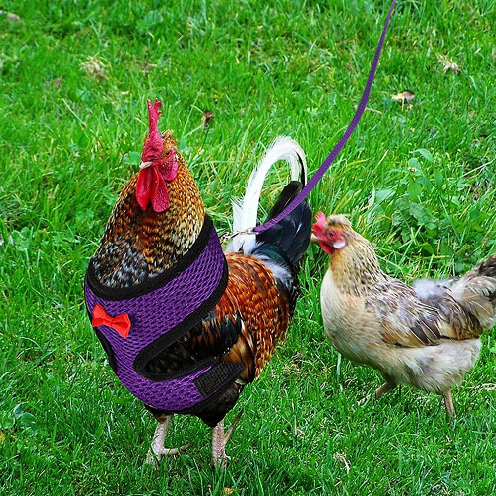 Matching Collars Small Animal Adjustable Bow Pet Harness Leash Chick Leads Hen Belt Chicken Vest