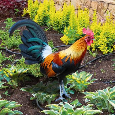 Rooster Staak Realistisch uitziend Weerbestendig Scherpe punt Niet-verblekend Levendige afwerking Moederdag tuinkunst Pluimvee inzetbord Huisbenodigdheden