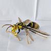 Original Bandai Simulation Insect Realistic Wasp Myrmecia Bulldog Ant Premium Lifelike Collect Model Toys Gifts