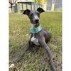 Italian Greyhound Whippet Martingale wide adjustable dog collar patterned cotton collar K5B5Q4