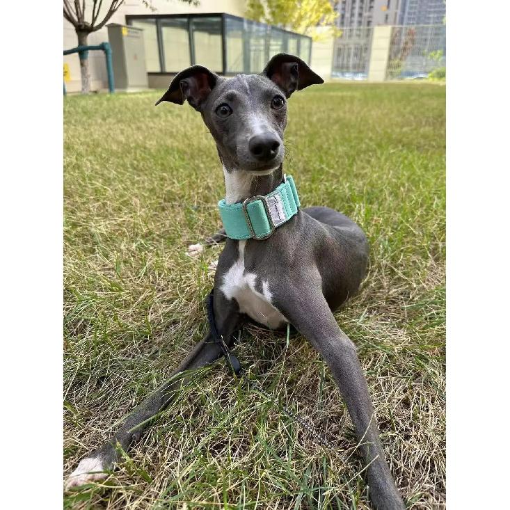 Italian Greyhound Whippet Martingale wide adjustable dog collar patterned cotton collar K5B5Q4