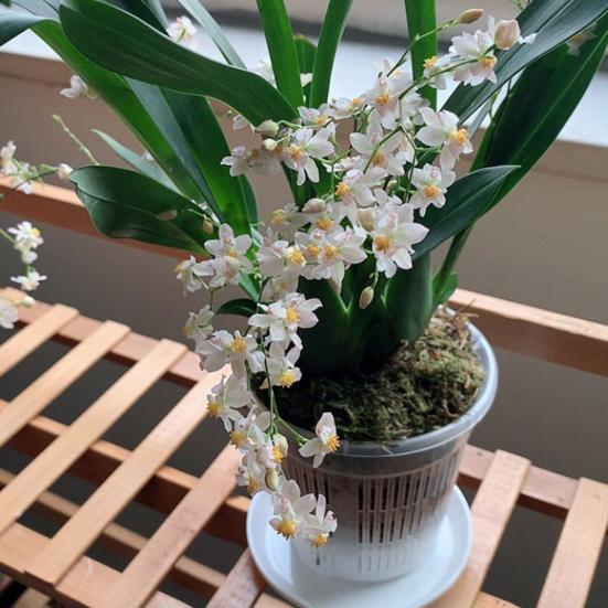 Orchid Flower Pot Clear Orchid Pot with Drainage Holes Raised Plant Pot for Bottom Breathable Slotted