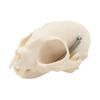 Katzen Schädel Anatomie Modell Katzen Kopf Skelett Modell Realistisches Anatomisches Katzen Kopf Knochen Modell für Veterinärmedizinische Ausbildung