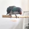 Parrots Grinding Scratcher Perch Stands Birds Stand Natural Wood Stick Grinding Branch Paw Climbing Standing