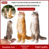 Orange British Shorthair Cat Plush Toy - Desktop Decoration Ornament