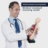 3D Detachable Human Organ Model for Kids - DIY Medical Simulation Toy