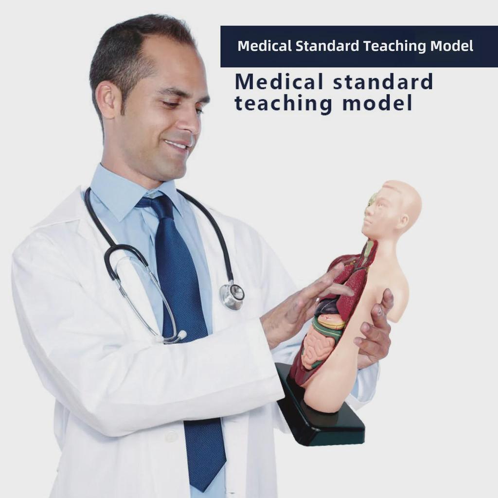 3D Detachable Human Organ Model for Kids - DIY Medical Simulation Toy