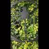 Metal Wall Art Dragonfly Garden Decoration for Yard Terrace Gift Nature Decor