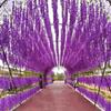 10Pcs Artificial Wisteria Vine Indoor Outdoor Wall Hanging Fake Flower Garland Home Wedding Party Festival Simulated Floral Decoration
