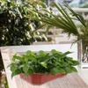 13Pcs Plastic Flower Pots Rectangular Coffee Colored Bonsai With Drainage Holes For Outdoor Garden Decor Planter Boxes