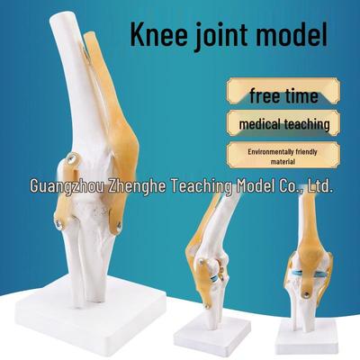 Functional Human Knee Joint Model with Ligaments