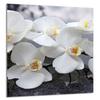 GLASPANEL FÜR DIE KÜCHE 60x65 Orchidee