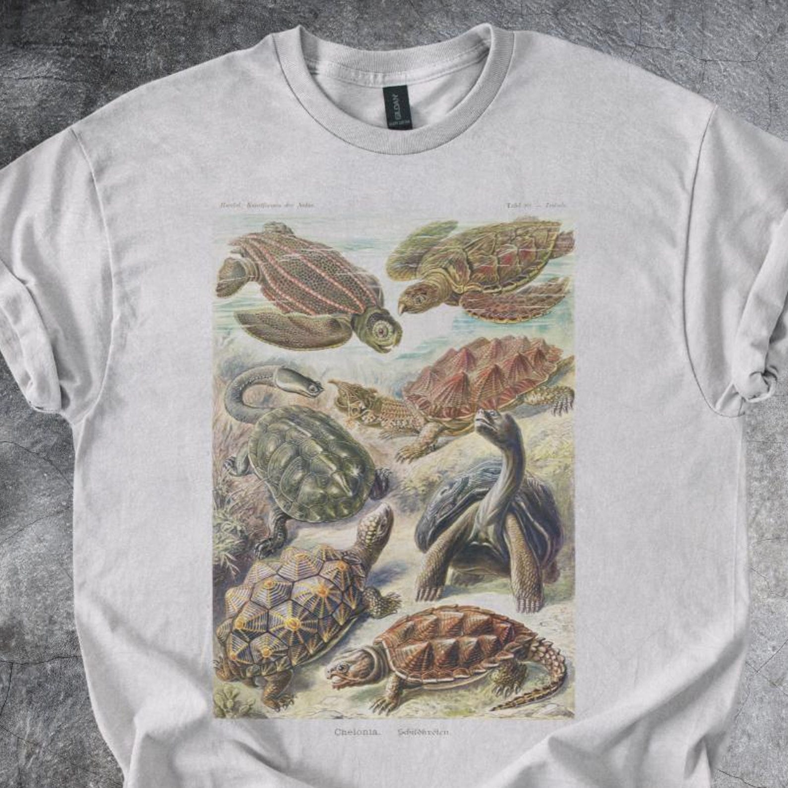 Turtles Illustration Shirt Vintage Species Chart Ocean Reptile Artwork Tee Tshirt Light Gray 110