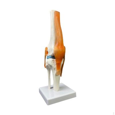 Human Knee Joint Model, with Ligament , 1:1 Life Size Anatomical Model