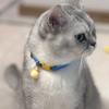 Cat Collar Elastic Webbing Puppy Necklace Puppy Small Dog Collar