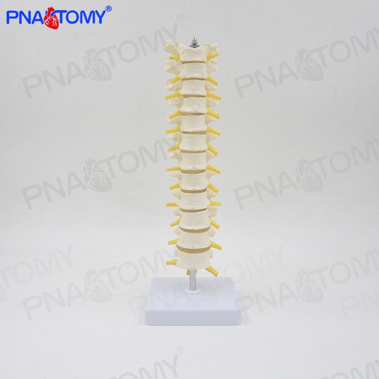 1:1 Human Thoracic Vertebrae Model - Lumbar, Cervical, Thoracic Spine Skeleton 1:1 Scale