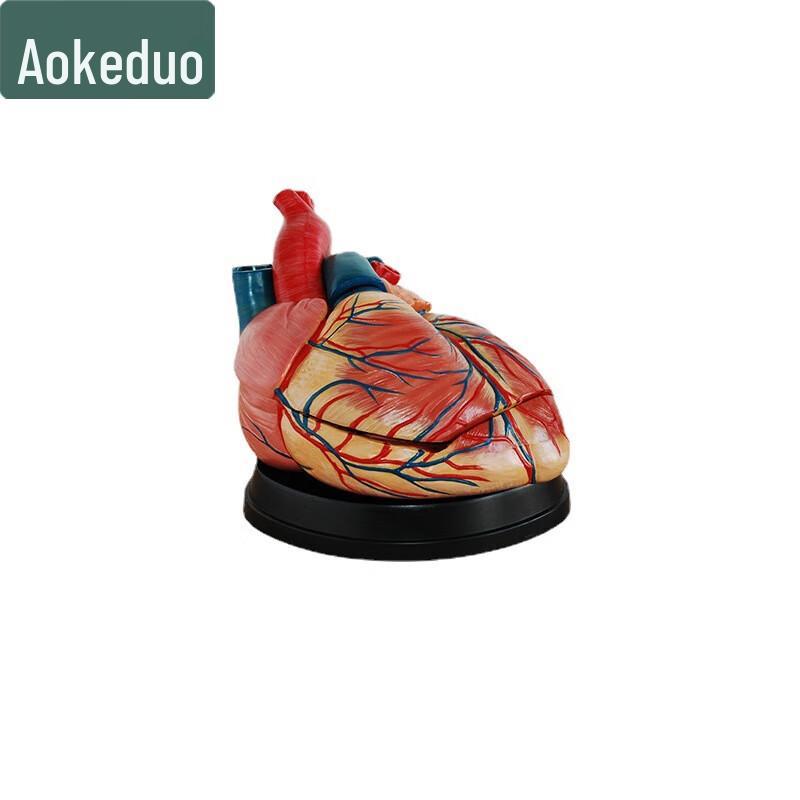 Heart Anatomy Magnified Model