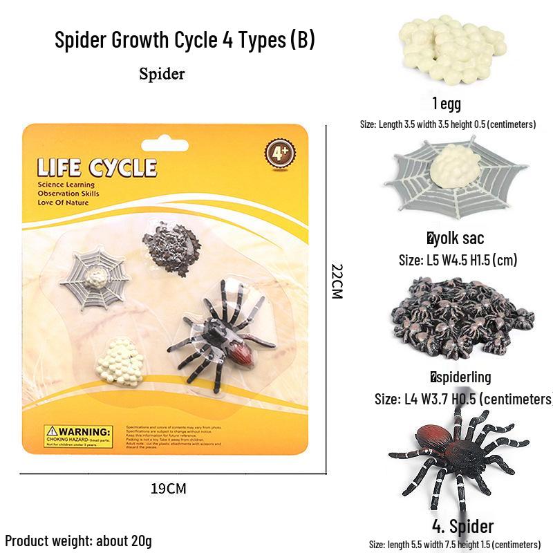 Frog Life Cycle Model Set: Tadpole to Frog Educational Toys for Kids
