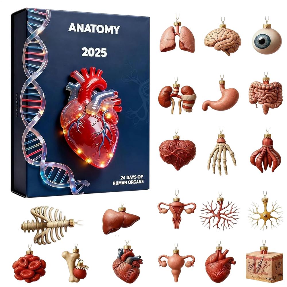 

Anatomy Advent Calendar 24 day countdown calendar featuring with miniature acrylic human organs for doctors anatomy enthusiasts L