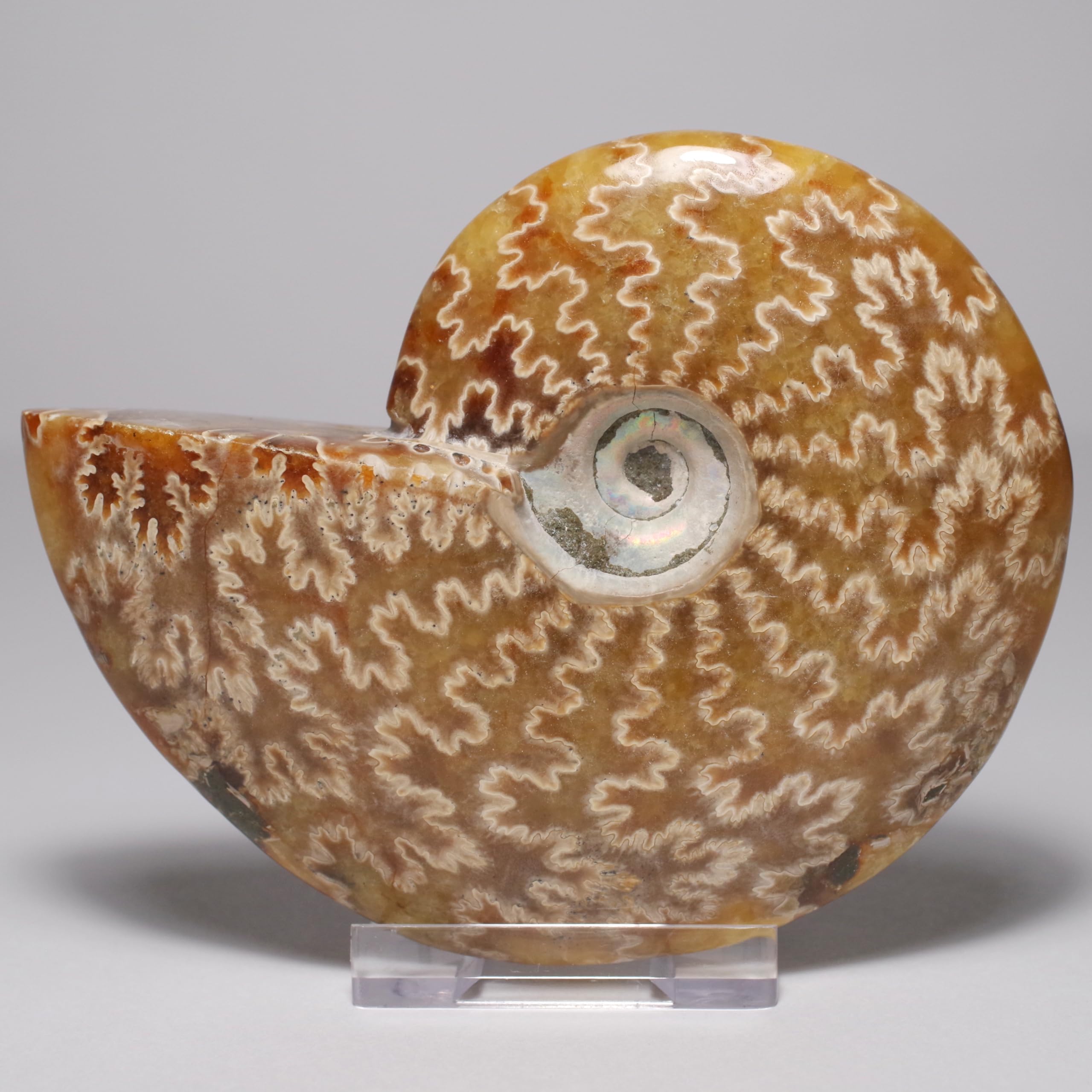 stone Natural Fossil Ammonite approximately [N2 Natural] (Suture-Pattern Ammonite) / Suture-Specimen (17  One-of-a-kind  229g, 102x83x26mm)