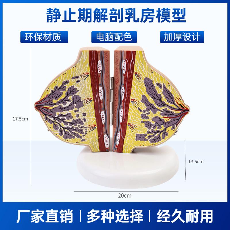 Breast Lesion Model Human Female Quiescent Breast Anatomy Model Environmentally Friendly Medical Teaching Display Model