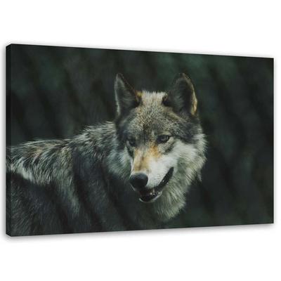 Canvas Print Wolf Nature Animals