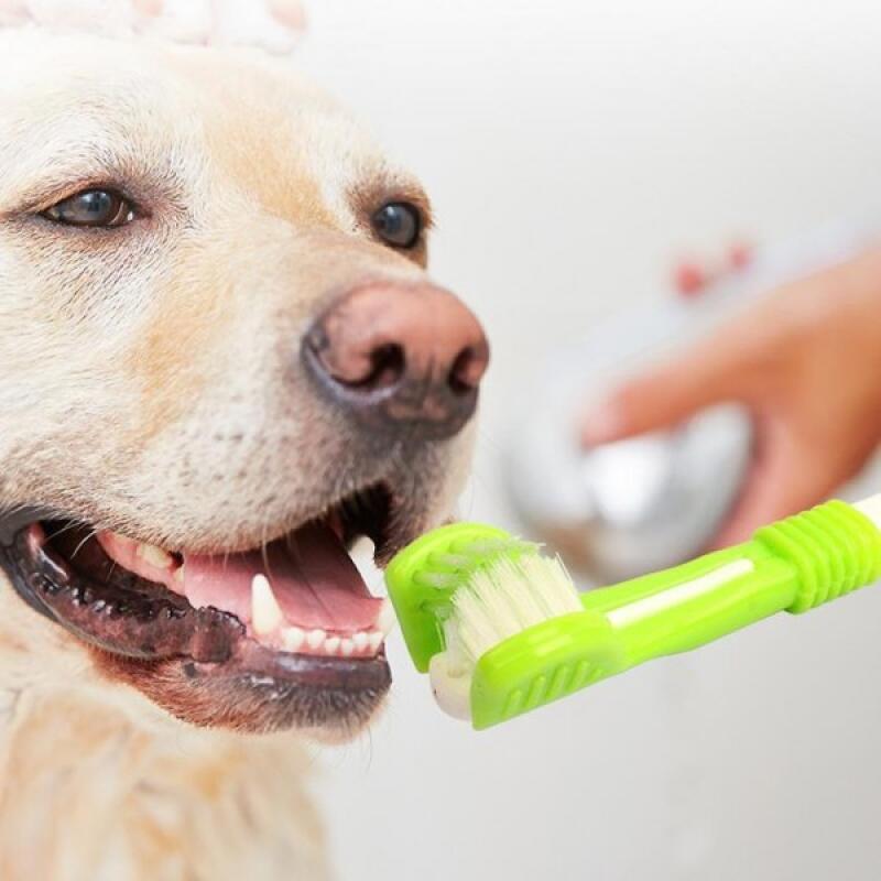 

Dog and Cat Dental Care 3-Head Toothbrush Set of 2 2 in 1 set