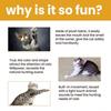 Interactive Smart Mouse Toy, Cats And Dogs Like A Mouse Sound Relief Plush Toy