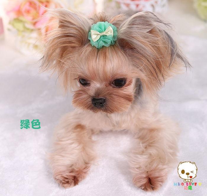 Teacup Yorkie Hair Puppy Bows Yorkie Yorkie Puppy Dog Stock Photo