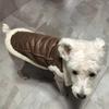 Velvet Leather Pet Padded Vest Solid-Colour Pet Winter Jacket Dog Sleeveless Jacket  Indoor Wear