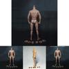 12 Inch Muscular Male Action Figure Body Ideal For 1/6 Scale Creative Decoration