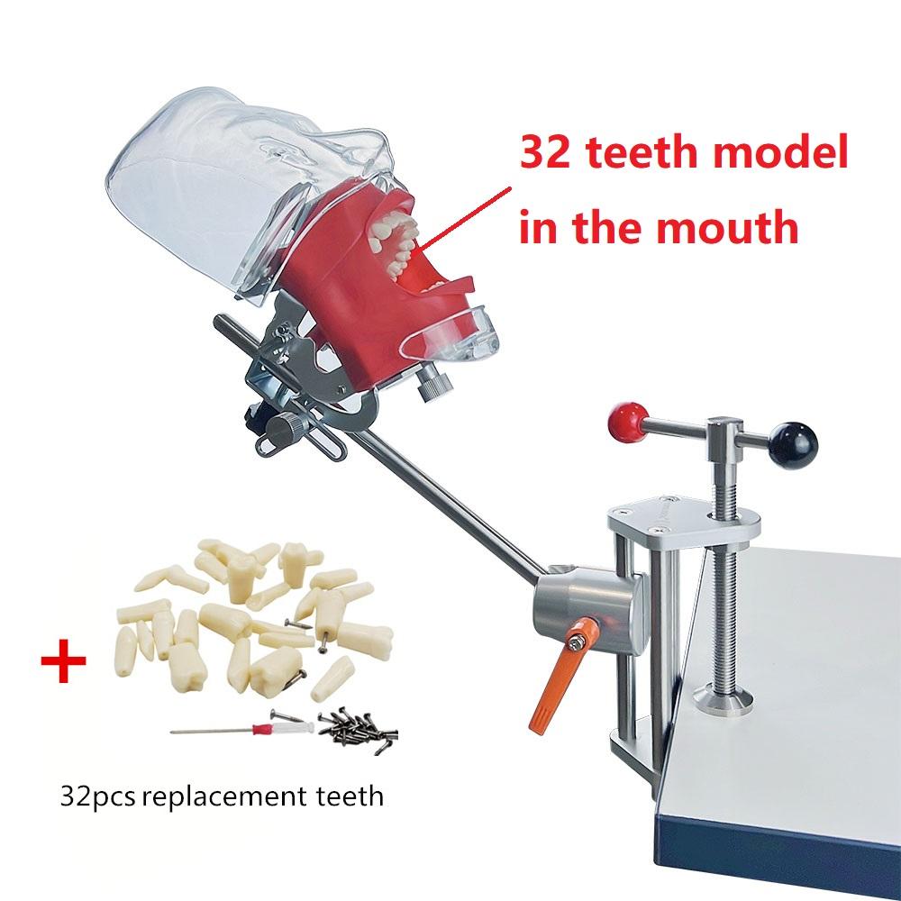 Dental Simulator Head Model Manikin Phantom With Teeth For Dentist Technician Practice Training Teaching Dentistry Equipment