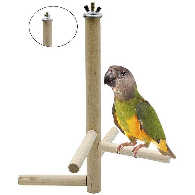 parrot bird online shopping