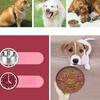 Slow Food Bowl Cat Slow Food Anti-choking Bowl Dog Automatic Feeders Dog Food Container Easy To Clean Puppy Cat Pet Supplies