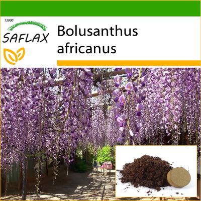 Albero di glicine africano - 15 semi - Con substrato in vaso per una migliore coltivazione - Bolusanthus africanus