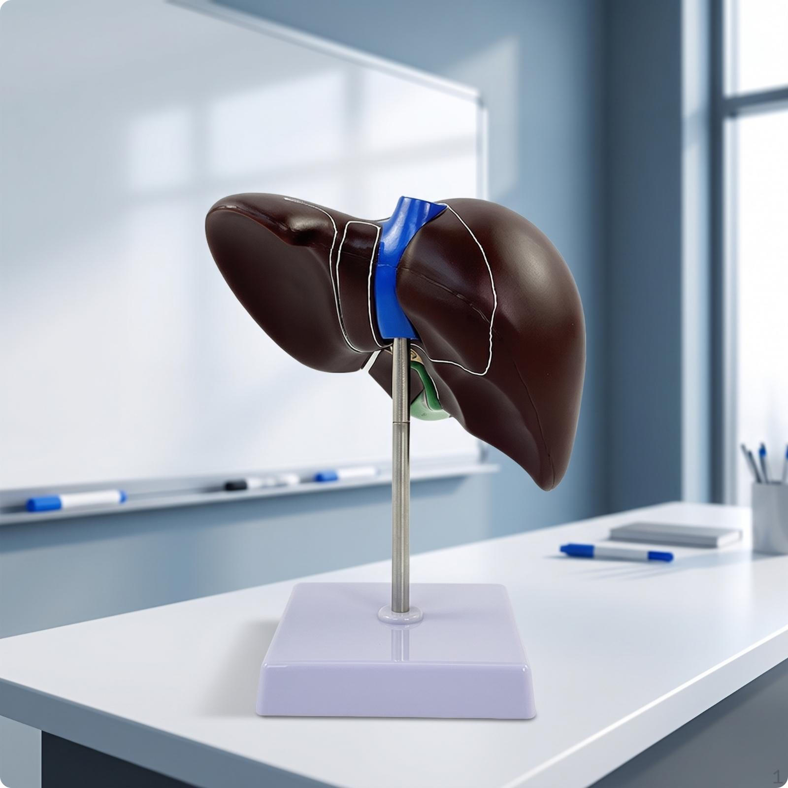 Human Liver Structural Model Anatomically Accurate