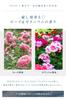 Bodyplex White Gel Rose Geranium Scent 100g [Quasi-drug] &