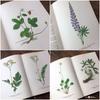 [USED] Botanical encyclopedia, foreign books, Czech botanical encyclopedia, botanical art
