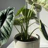 Plant Stem Hook With Stake Holder Clear Acrylic Plant Holder Hook Climbing Plant Support Clips for Orchid Rose Flowers