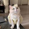 Pretty Small Cat Dress Summer Cute Small Dog Skirt Thin Yellow Collar Mini Puppy Princess Dress  Cat Skirt