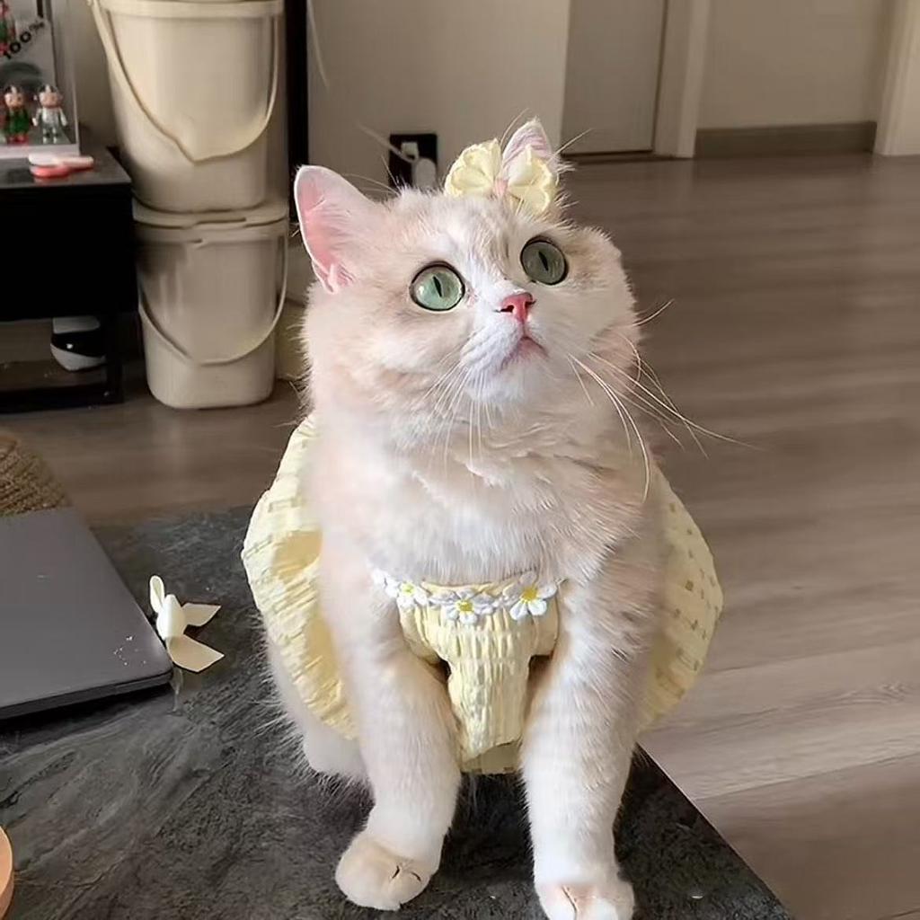 Pretty Small Cat Dress Summer Cute Small Dog Skirt Thin Yellow Collar Mini Puppy Princess Dress Cat Skirt