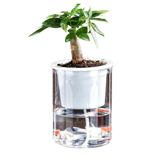 Aquaponik Betta Fischtank Transparenter Kunststoff Bruchfester Pflanzbehälter Ökosystem Aquarium Schreibtisch Aquaponik System für Betta Fisch Zimmerpflanzen