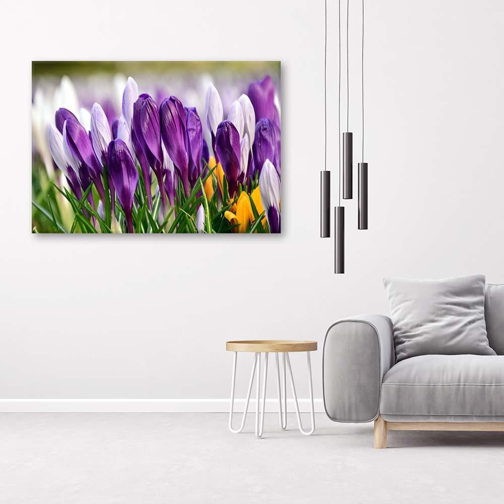 Canvas Print, Meadow with Crocuses