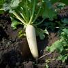 200 Japanese Radish Seeds (Daikon) - Semi-Wild Permaculture