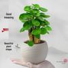 Fukurokutsugi Bonsai: Indoor Zen Green Potted Plant, Easy to Grow, Year-Round Resilience