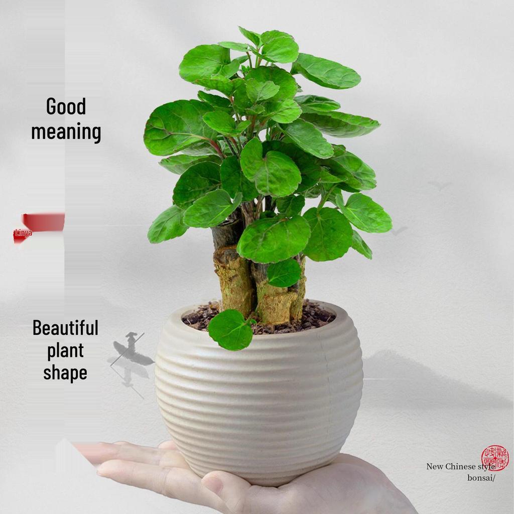 Fukurokutsugi Bonsai: Indoor Zen Green Potted Plant, Easy to Grow, Year-Round Resilience