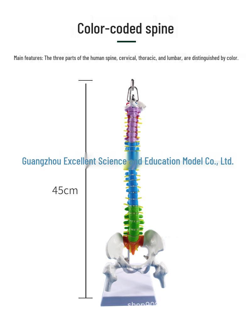 45CM Colorful Spine Model: Vertebral Column with Pelvis, Femur, Coccyx, Lumbar, Cervical Vertebrae for Chiropractic Use