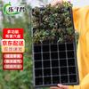 Lezijun 50-Cell Seedling Starter Tray